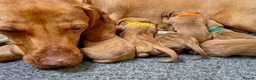 Hungarian Vizsla dogs for sale: HUNGARIAN VIZSLA PEDIGREE PUPS • ALFORD SCOTLAND - Advert 1