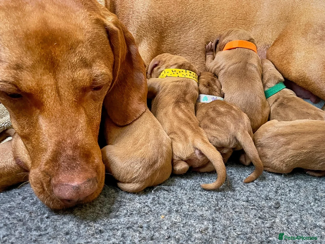 Hungarian Vizsla dogs for sale: HUNGARIAN VIZSLA PEDIGREE PUPS • ALFORD SCOTLAND - Advert 1