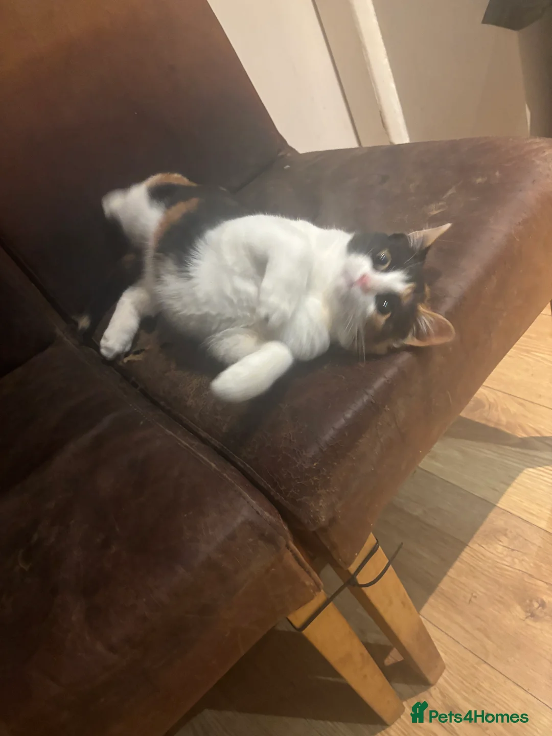 Mixed Breed cats for sale: 3 cats  **  - Advert 8