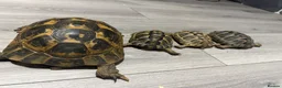 Tortoise reptiles for sale: greek spur-thighed tortoises - Advert 5