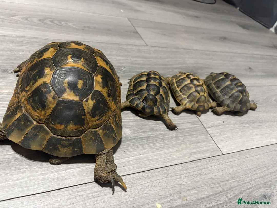 Tortoise reptiles for sale: greek spur-thighed tortoises - Advert 5