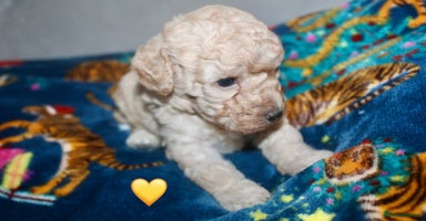 Cockapoo dogs Health tested Asian toy Cockapoo puppies  - Advert 4