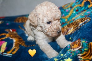 Cockapoo dogs Health tested Asian toy Cockapoo puppies - Advert 4