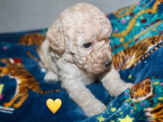 Cockapoo dogs Health tested Asian toy Cockapoo puppies - Advert 1