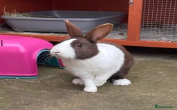 Dutch rabbits for sale:  🐇 Rehoming – Luke (Dutch, Male, 2yrs) - Advert 3