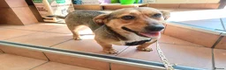 Mixed Breed dogs for adoption: 💛BELLA – The Little Street Dog Who Chose To Trust in Nottingham - Advert 1