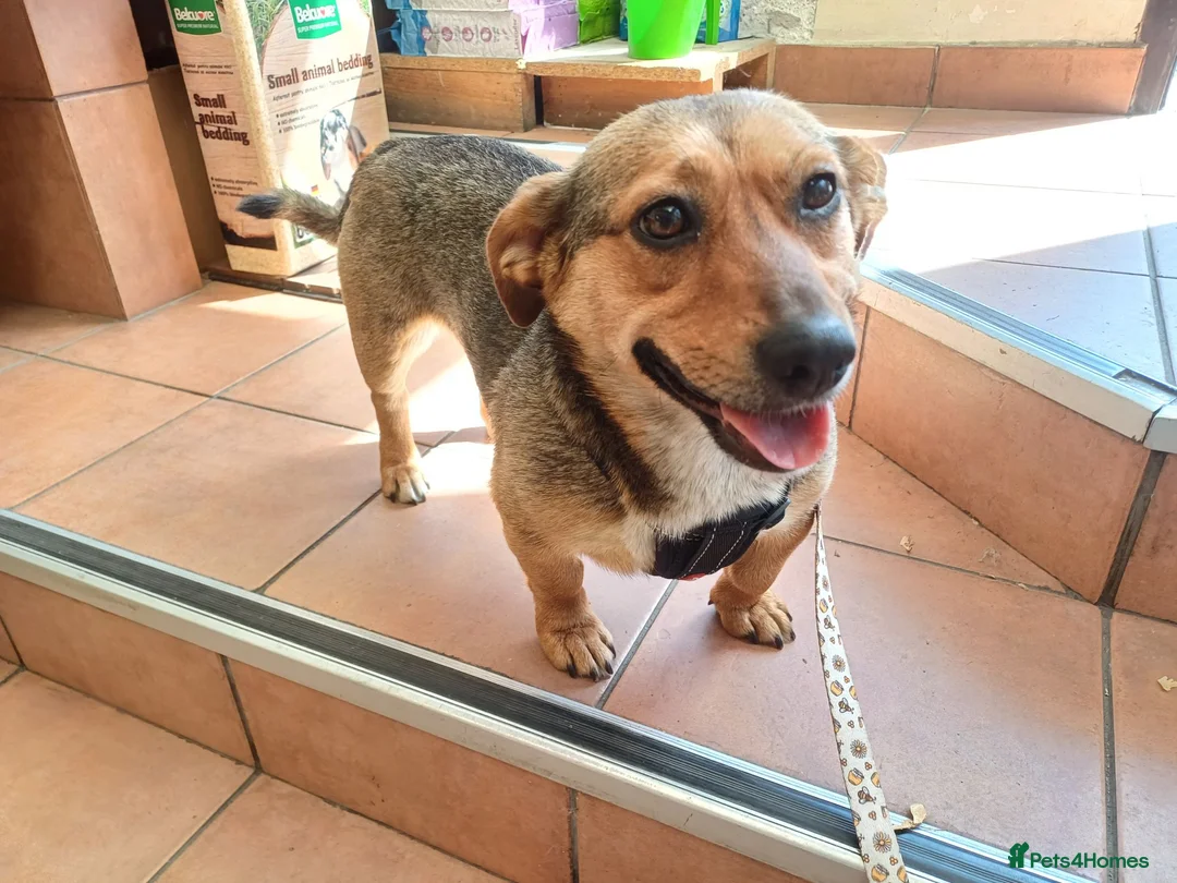 Mixed Breed dogs for adoption: 💛BELLA – The Little Street Dog Who Chose To Trust in Nottingham - Advert 1