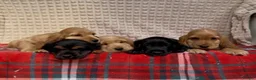 Cocker Spaniel dogs for sale: STUNNING COCKER SPANIEL PUPPIES  - Advert 6