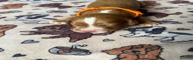 Cocker Spaniel 4 - Orange Boy