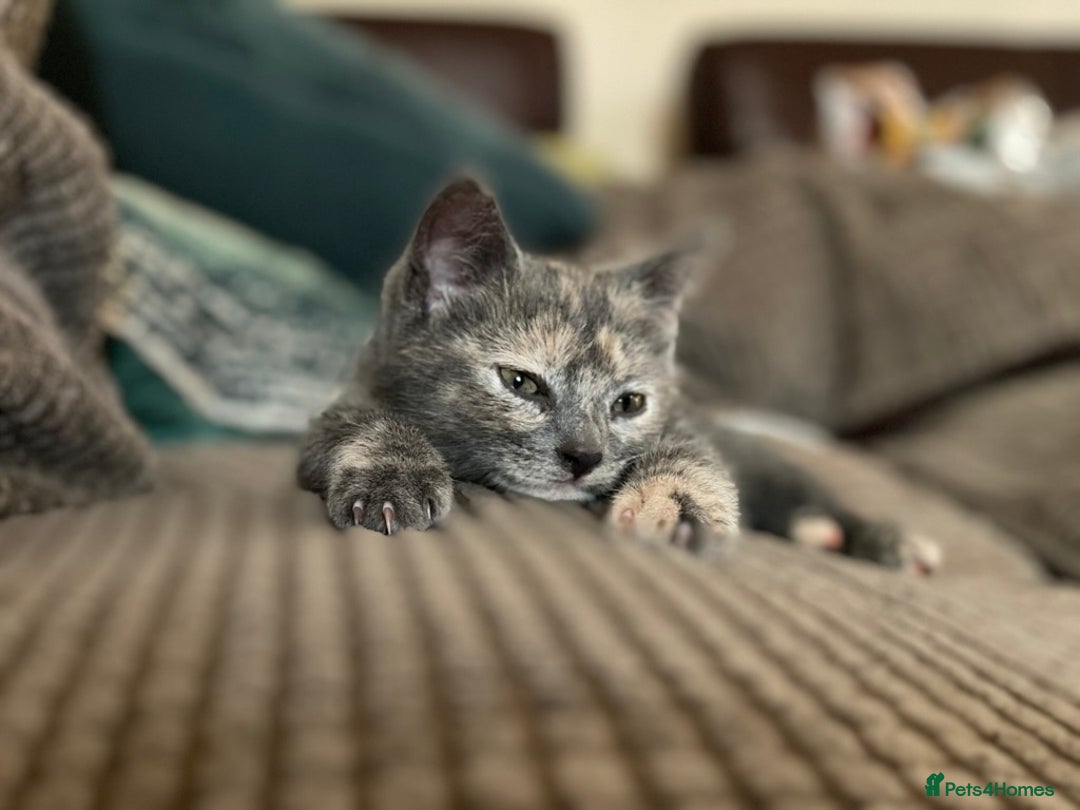 Mixed Breed cats for sale: Beautiful Layla needs a new family - Advert 23