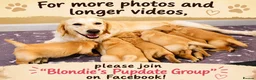 Golden Retriever dogs for sale: KC Registered Puppies From Our Much Loved Goldens! - Advert 15