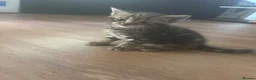 Mixed Breed cats for sale: 4 beautiful tabby kittens  - Advert 4