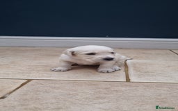 Mixed Breed dogs for sale: Double Doodle puppies  - Image 11