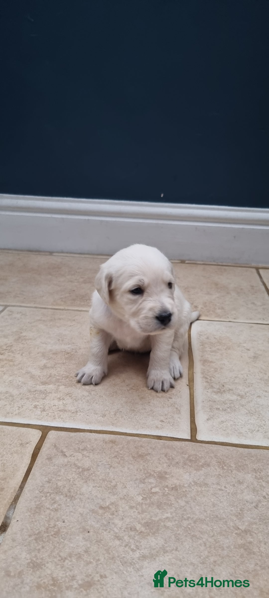 Mixed Breed dogs for sale: Double Doodle puppies  - Image 11