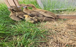 Ducks poultry for sale: Khaki Campbell & Mini Appleyard male ducklings  - Image 2