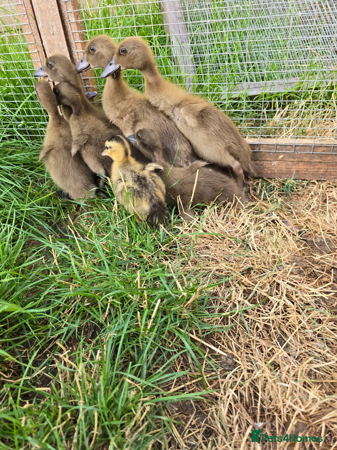 Ducks poultry for sale: Khaki Campbell & Mini Appleyard male ducklings  - Image 2