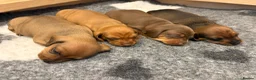 Miniature Dachshund dogs for sale: Miniature Dachshund Puppies for sale KC  - Advert 6