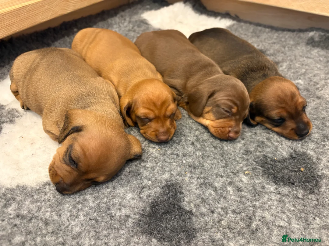 Miniature Dachshund dogs for sale: Miniature Dachshund Puppies for sale KC  - Advert 6