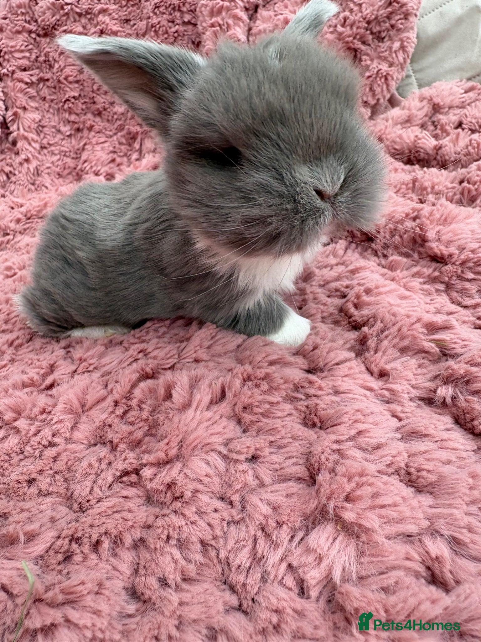 Mini Lop rabbits Raised indoors Mini lops/lion lops-vaccinated  - Advert 1