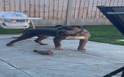 Cane Corso dogs for sale: our boy rambo Cane corso 11 months  - Image 3