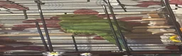 Ringnecks birds for sale: One year old and baby Indian ringneck  - Advert 6
