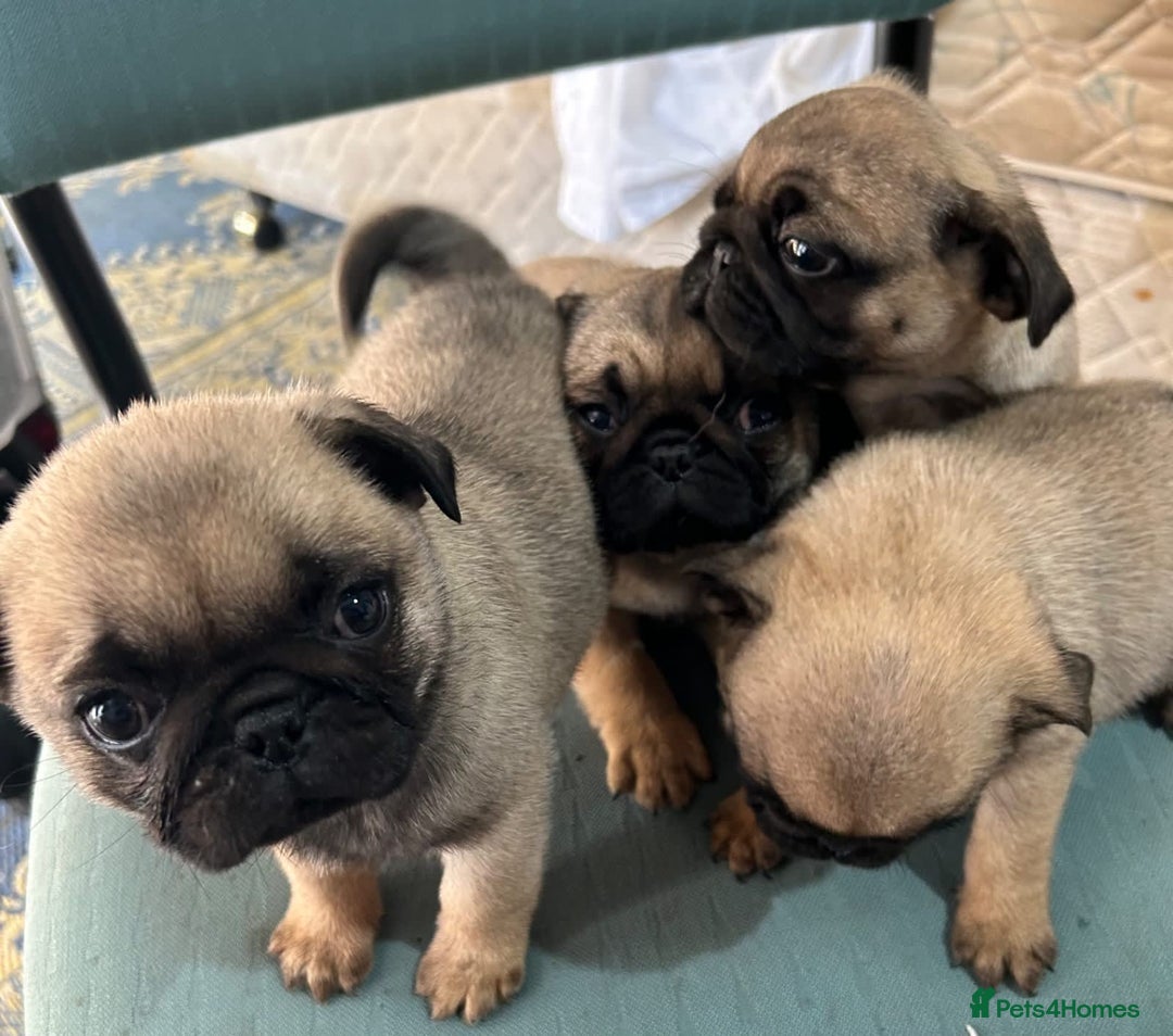 Pug dogs for sale: Purebred Pug Puppies - Image 2