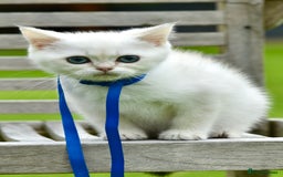 British Shorthair cats for sale: Champion sired Golden Colourpoint Kittens  - Image 27