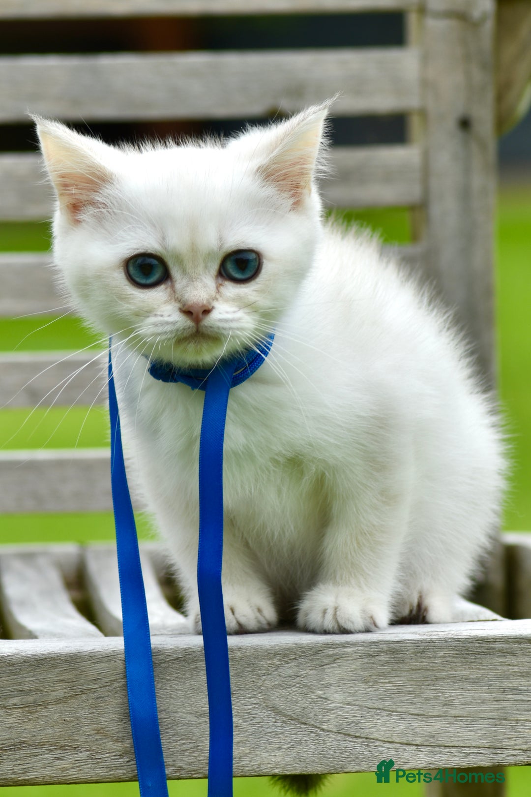 British Shorthair cats for sale: Champion sired Golden Colourpoint Kittens  - Image 27