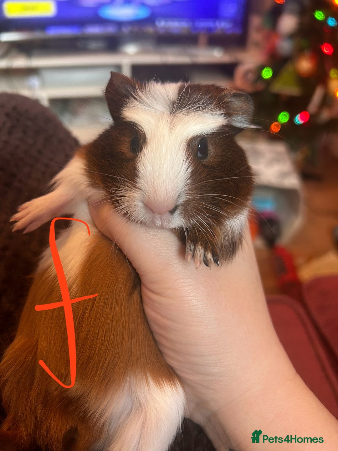 Guinea Pig rodents for sale: Litter of Guinea Pigs  - Advert 9