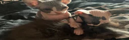 Sphynx cats for sale: Two gorgeous Sphynx kittens  in Sheffield - Advert 8