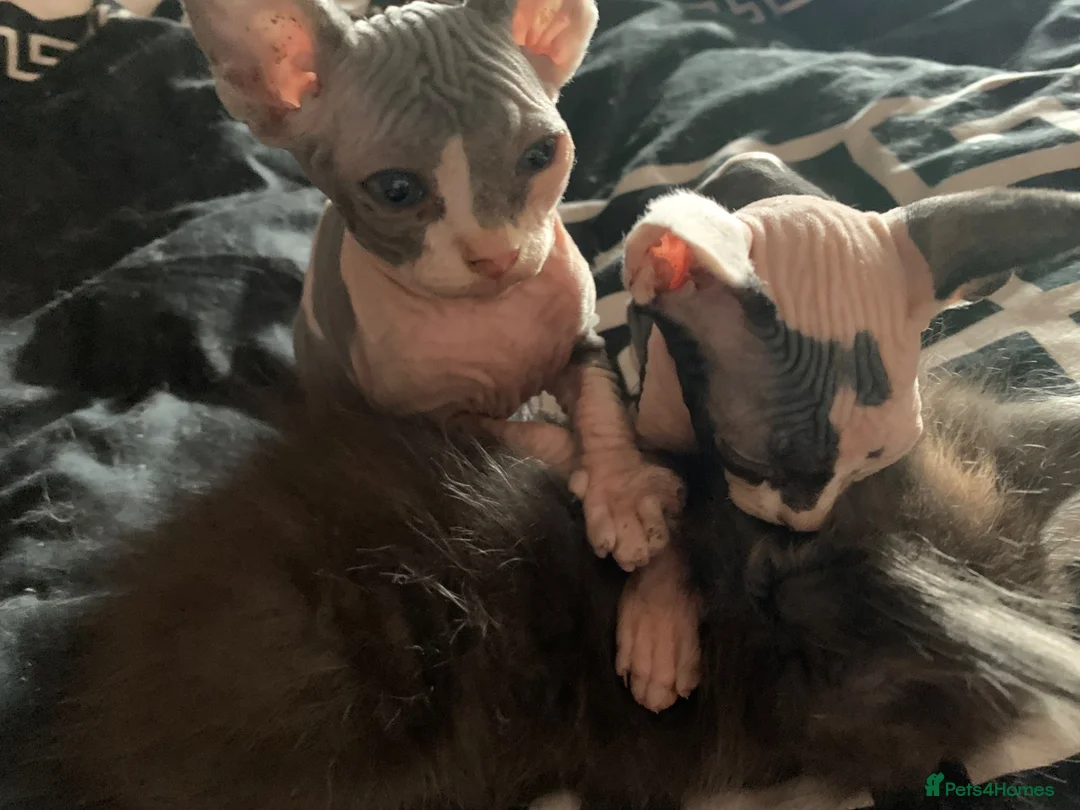 Sphynx cats for sale: Two gorgeous Sphynx kittens  in Sheffield - Advert 8