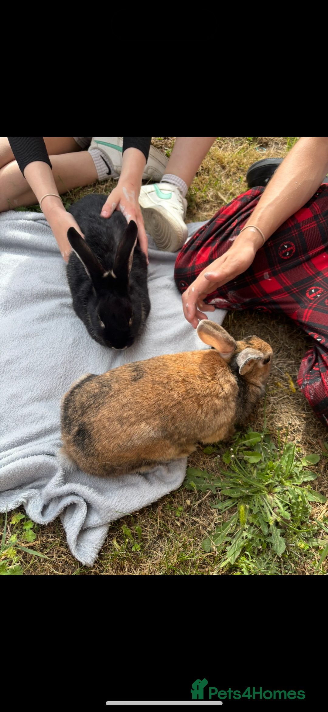 Mixed Breed rabbits for sale: Silver back rabbits - Image 4