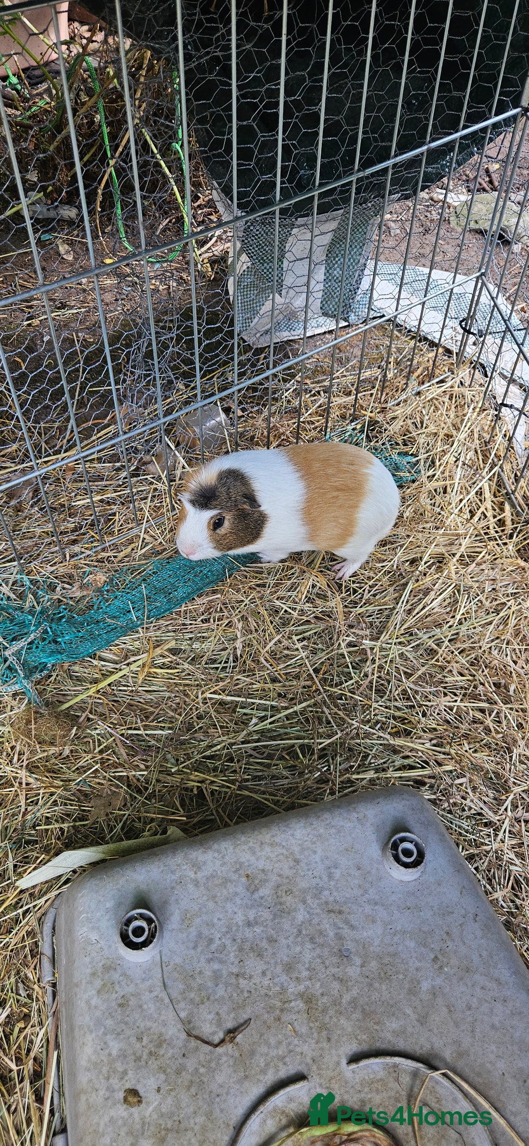 Guinea Pig rodents for sale: 7 Beautiful male Guinea Pigs for sale. - Image 5
