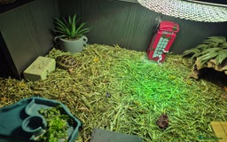 Tortoise reptiles for sale: Horsefield tortoise  - Image 5