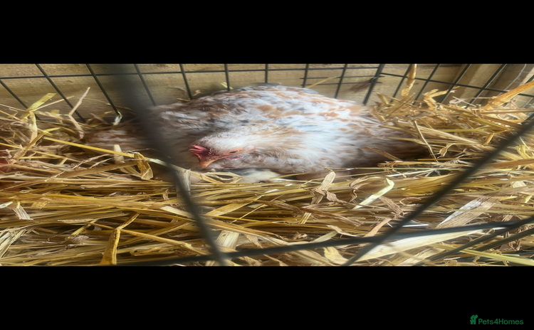 Chickens poultry - Advert 4