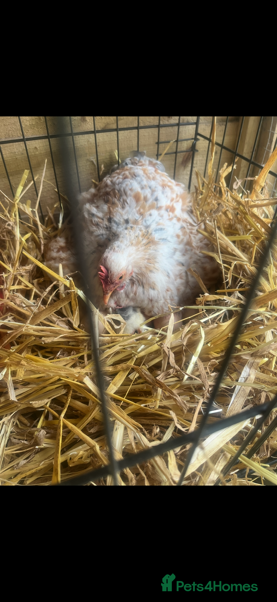 Chickens poultry for sale: Pekin bantam growers  - Image 1