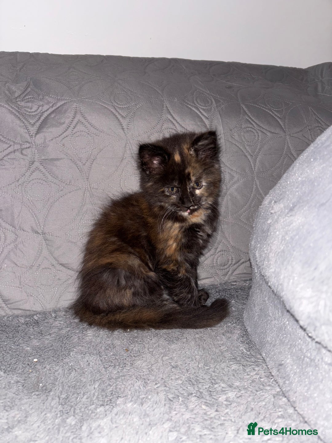 Maine Coon cats for sale: Maine Coon Kitten 🐾 LAST CHANCE – £850 🐾  - Advert 6