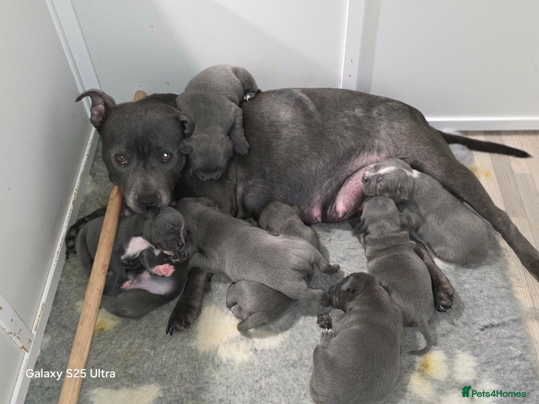 Staffordshire Bull Terrier dogs for sale: Pure Pedigree Blue Staffie Pups - Advert 8