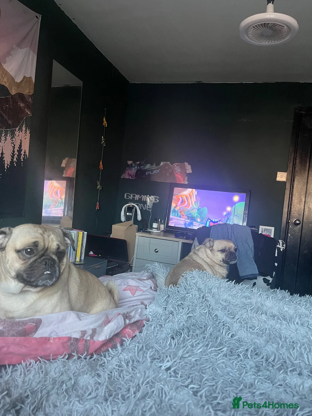 Mixed Breed dogs for sale: Mother and Son for sale  in Bootle - Advert 5