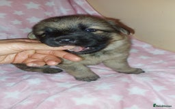 German Shepherd dogs for sale: 7  beautiful german shephered pups  - Image 36
