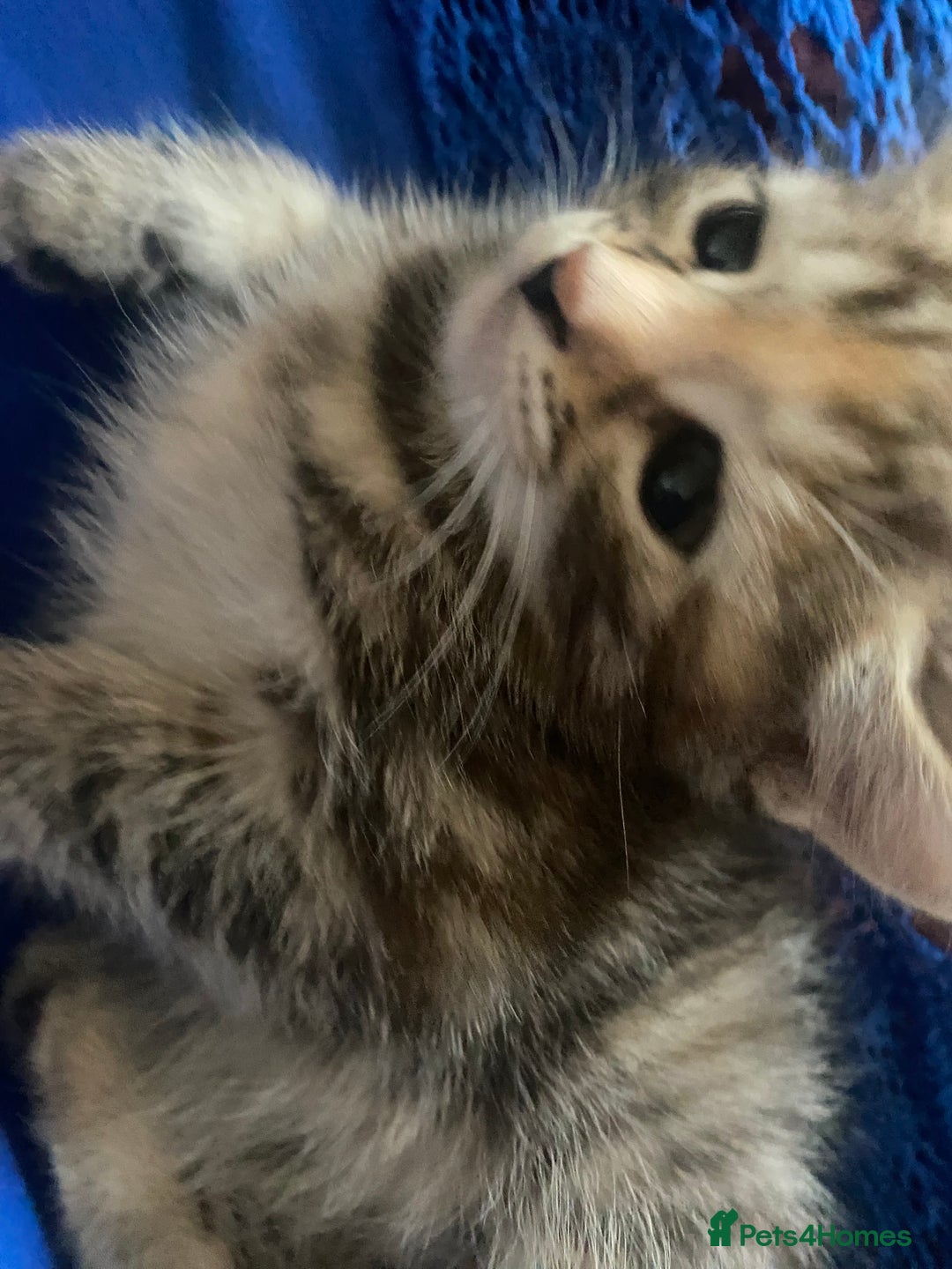 American Shorthair cats for sale: 4 kitten for sale  - Image 5