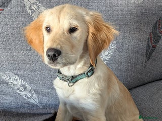 Golden Retriever dogs - Advert 15