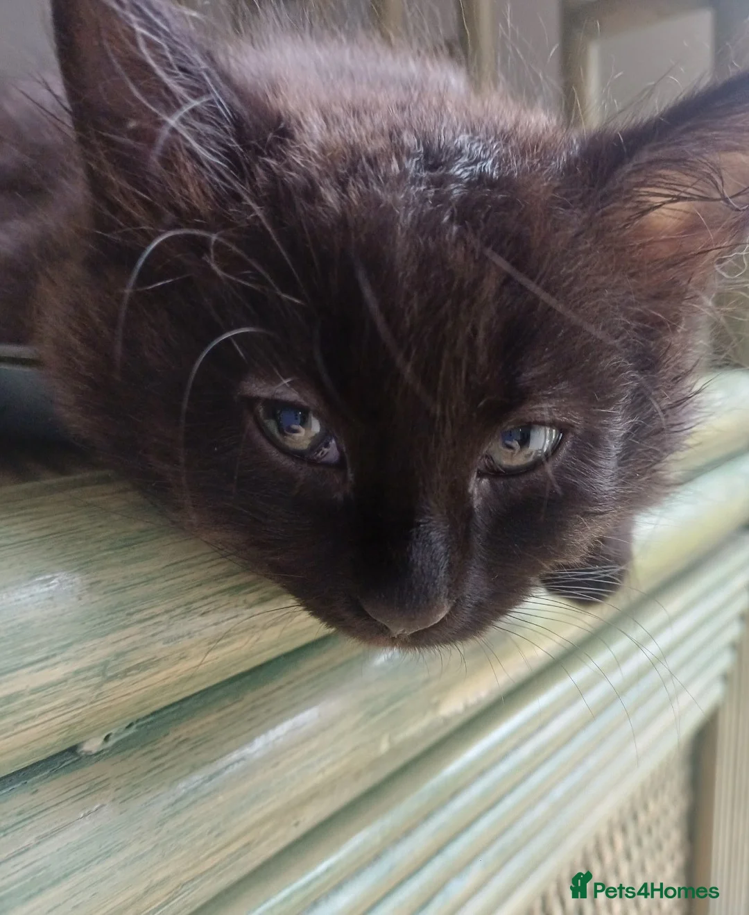 Mixed Breed cats for sale: Beautiful kittens - Advert 6