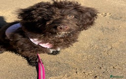 Cockapoo dogs for sale: Brown Cockapoo for rehome - Image 3