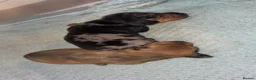 Miniature Dachshund dogs for sale: Miniature dachshund  - Advert 5