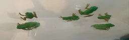 Frog reptiles for sale: Whites tree frog juveniles  - Advert 3