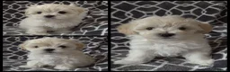 Maltipoo dogs for sale: 5⭐❗️READY NOW❗️⭐️TINY KOREAN MALTIPOO PUPPIES⭐️ - Advert 10