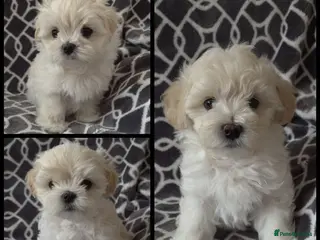 Maltipoo dogs ❗️READY NOW❗️⭐️TINY KOREAN MALTIPOO PUPPIES⭐️ - Advert 1
