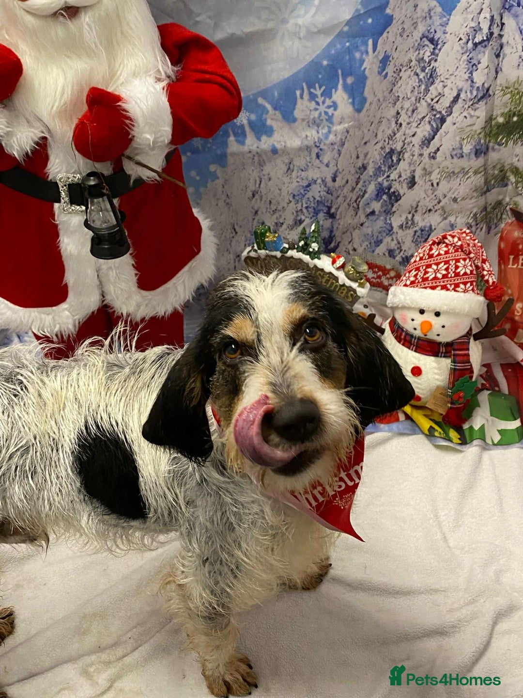 Mixed Breed dogs for adoption: Chispa - cheeky Griffon X for adoption - Advert 4