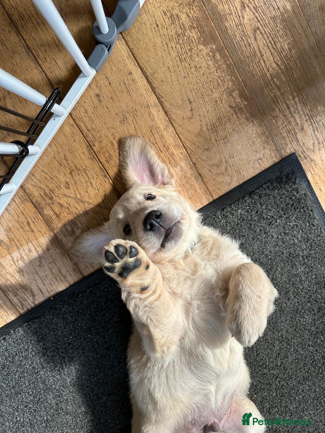 Golden Retriever dogs for sale: Adorable Golden Retriever Puppies - Image 3